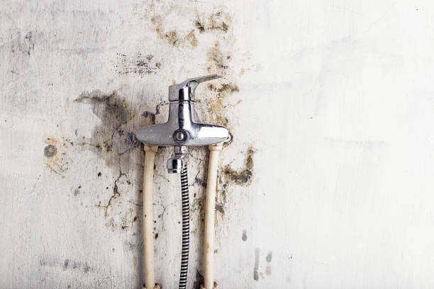 Best Best Mold Removal Companies  in North Bethesda, MD