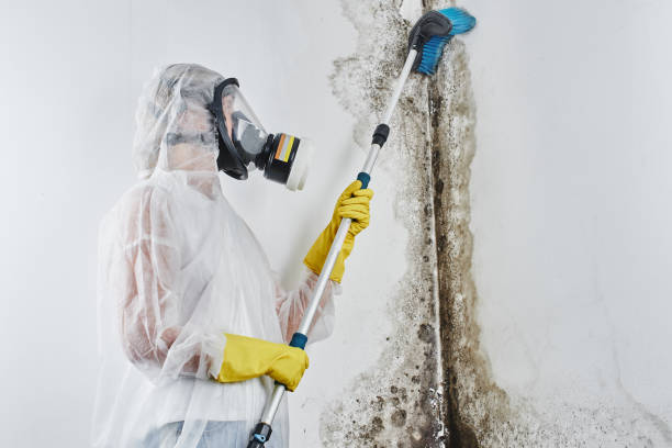 Best Toxic Mold Removal  in North Bethesda, MD