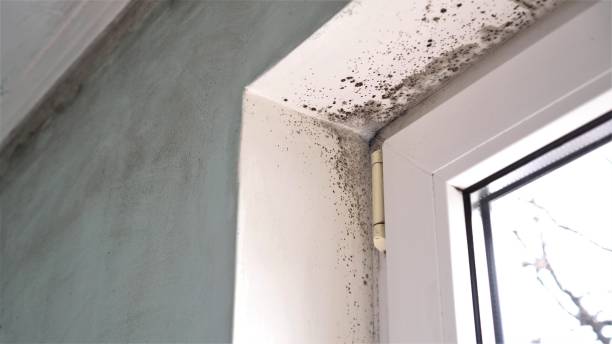 Professional Mold Removal in North Bethesda, MD