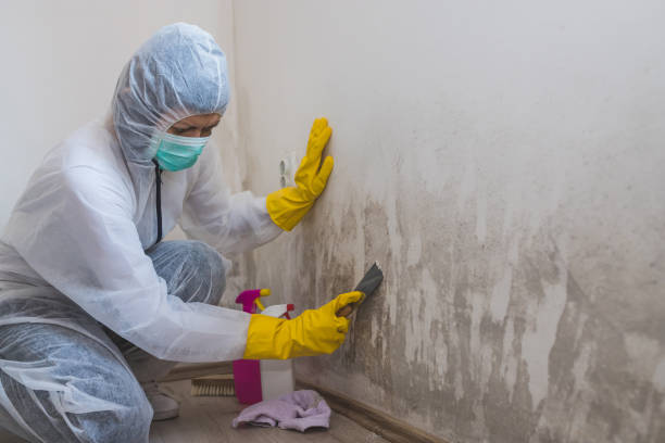 Best Emergency Mold Removal  in North Bethesda, MD