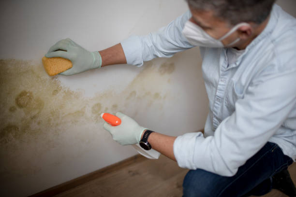 Mold Testing and Removal in North Bethesda, MD