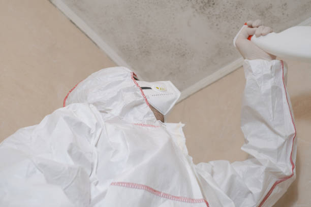 Best Local Mold Removal Service  in North Bethesda, MD