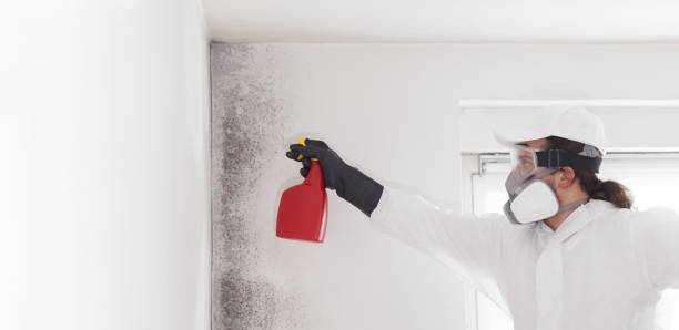 Office Mold Removal Services in North Bethesda, MD