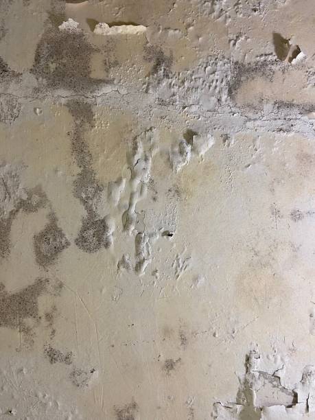 Best Attic Mold Removal  in North Bethesda, MD