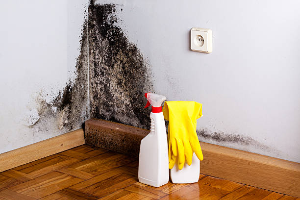 Office Mold Removal Services in North Bethesda, MD